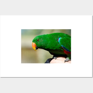 Eclectus Parrot - male Posters and Art